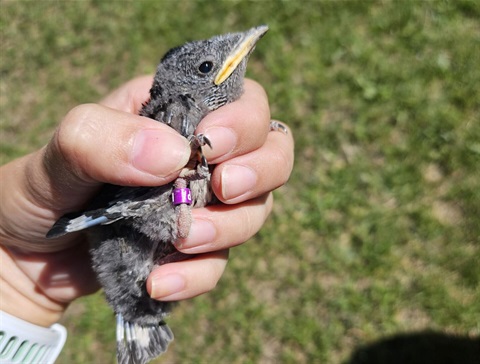 BIRD2