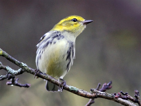 A yellow and white bird