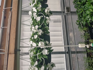 PLF Greenhouse