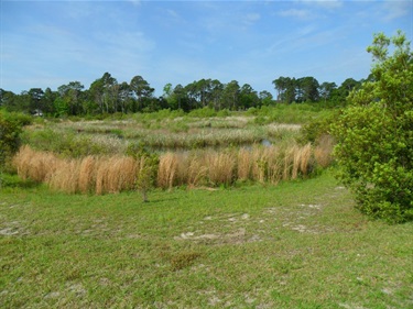 Wetland
