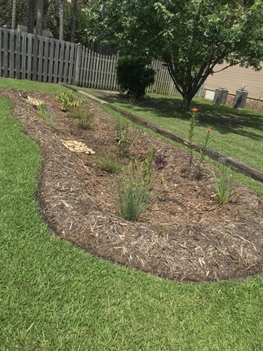 Rain Garden