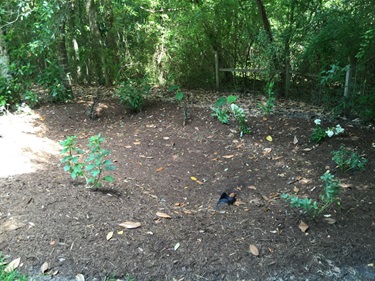 Rain Garden