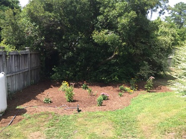 Rain Garden