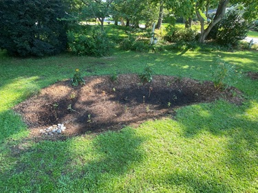 Rain Garden