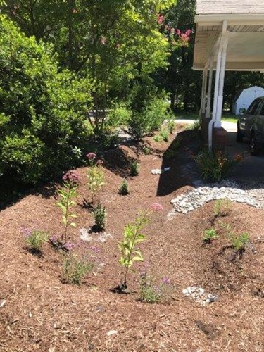 Rain Garden