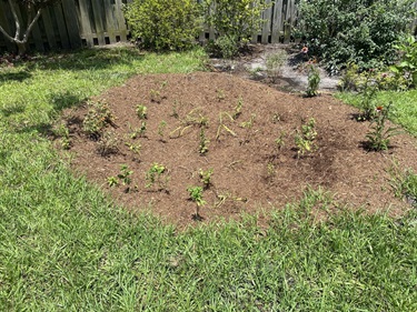 Rain Garden