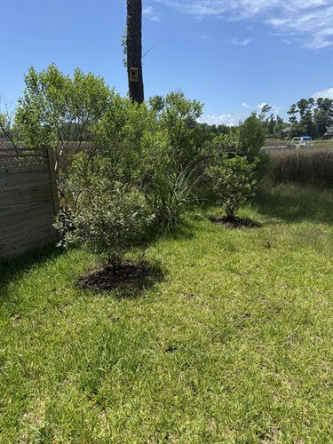 Planted trees