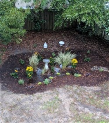 Rain Garden