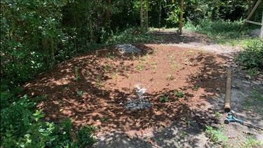 Rain Garden
