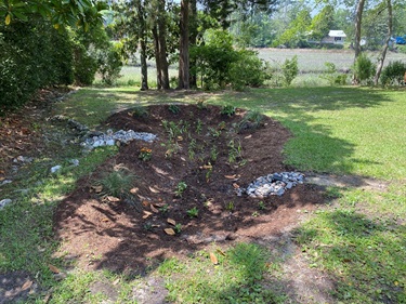 Rain Garden