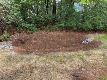 Rain Garden