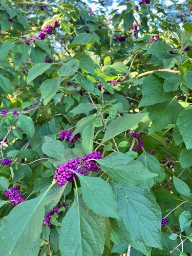 American Beautyberry