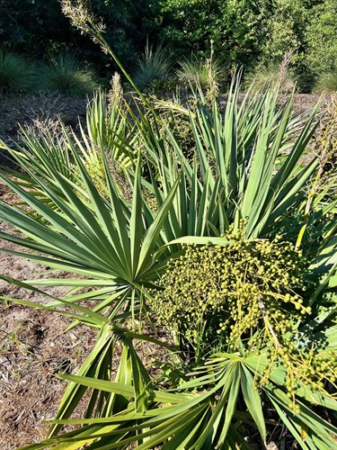 Dwarf Palmetto