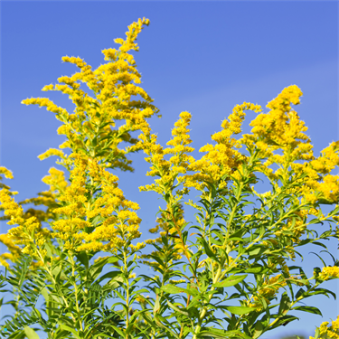 Blooming goldenrod