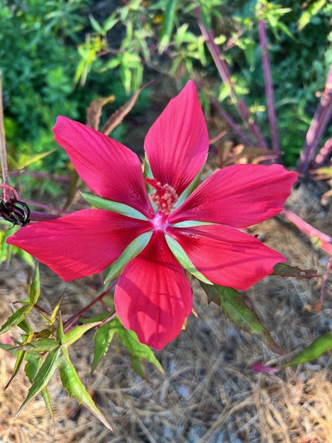 TexasStarHibiscus_Fall2025.jpg