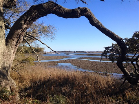 View of Bradley Creek through tree limbs.