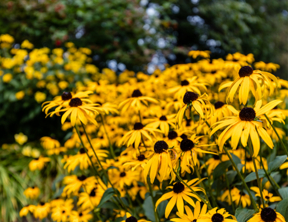 blackeyed susans