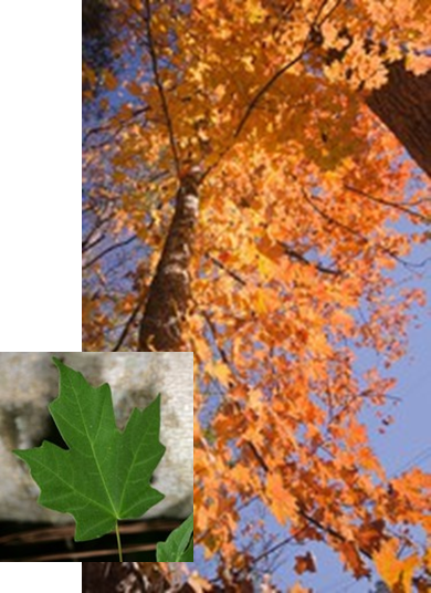 Southern Sugar Maple with leaf detail