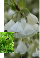 Common Silverbell bloom with leaf inset