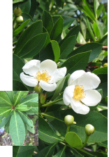 Loblolly-bay bloom with leaf inset