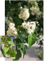 Washington Hawthorn in bloom with leaf inset