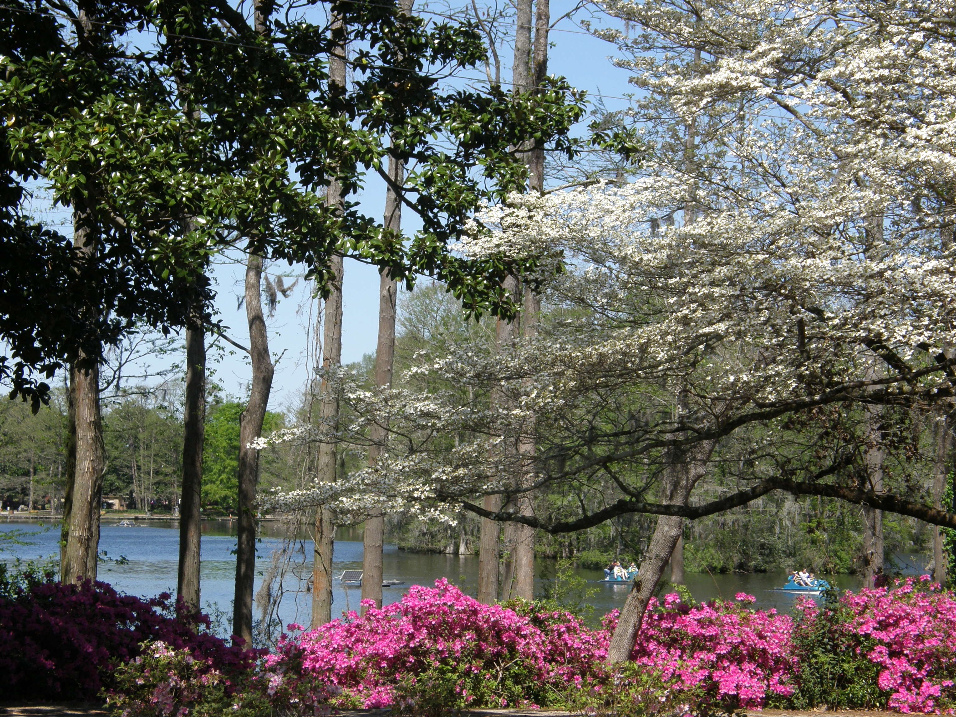 Flowering trees and bushes at Greenfield Lake