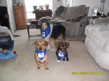 3 Pups