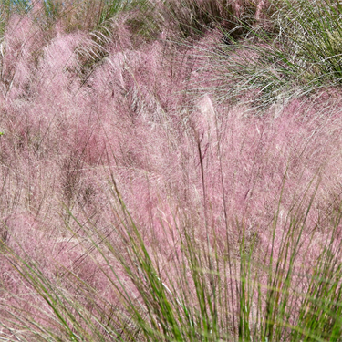 Purple plumes of muhly grass