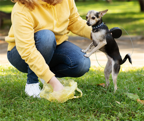 Person with a small dog scooping pet waste.
