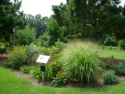Rain Garden