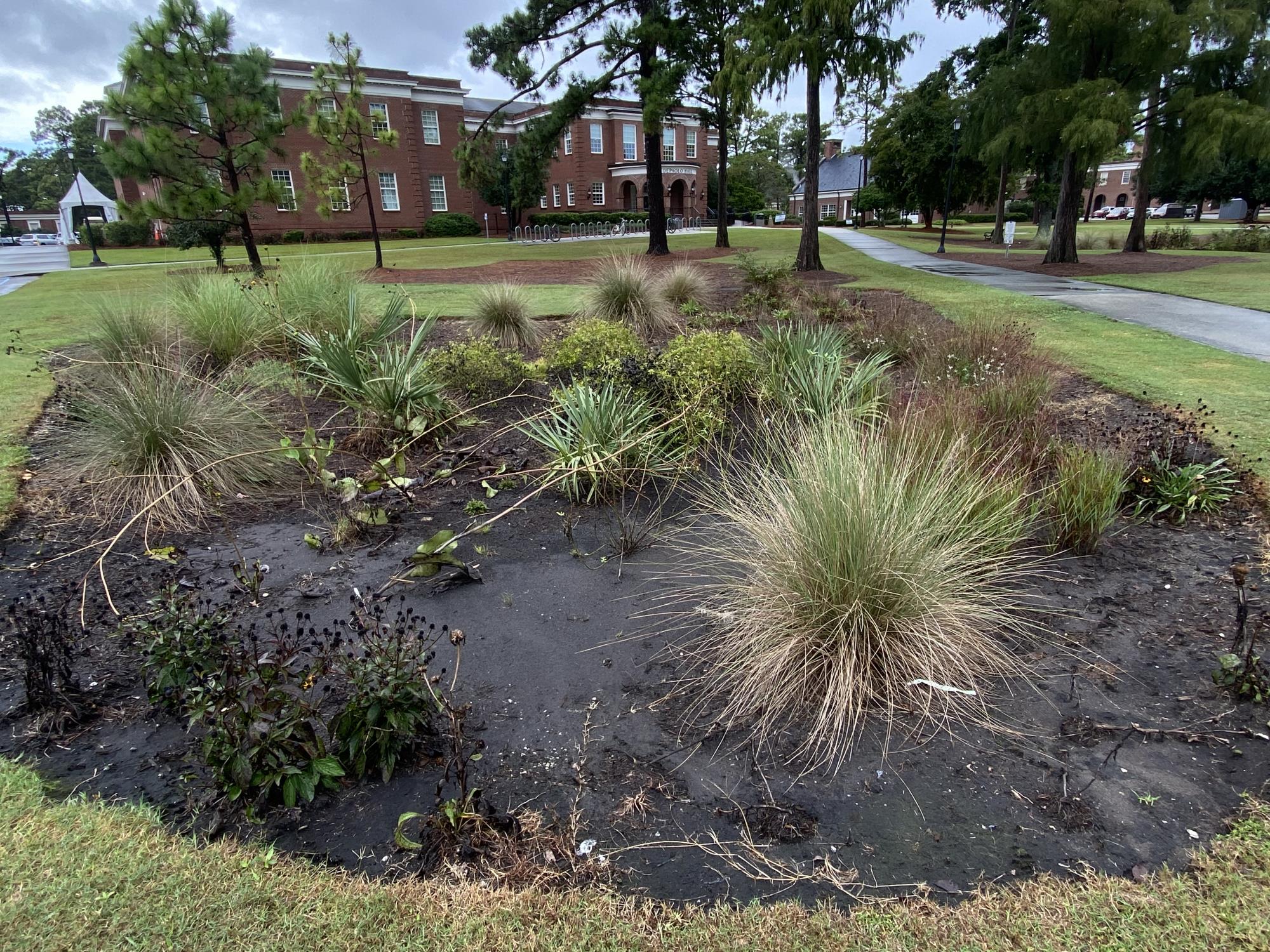 Wet soils and grasses in a rain garden.